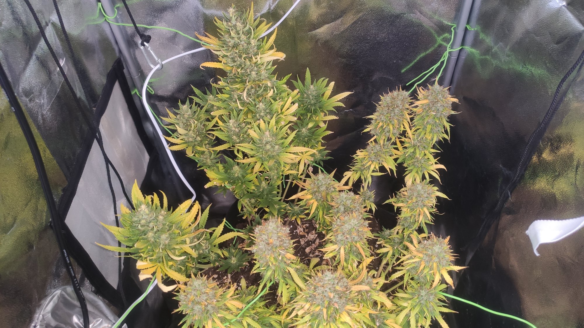 Help identifying which plant is which 3