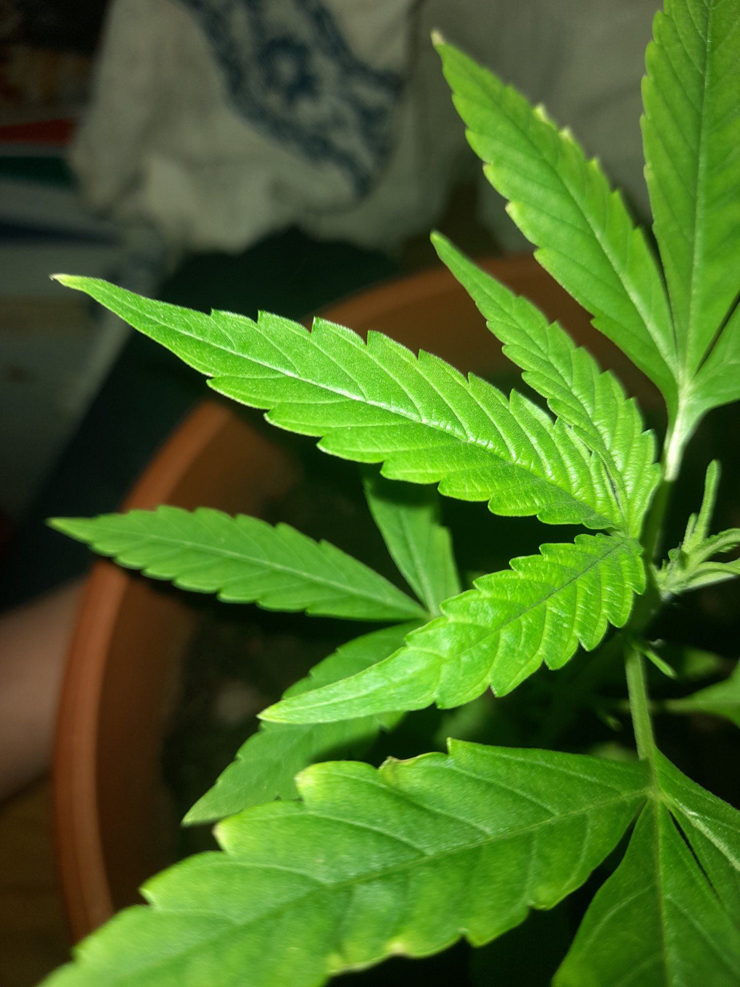 Help if possible the tip of the leaves started to die out and some of the leaves have wrinkles