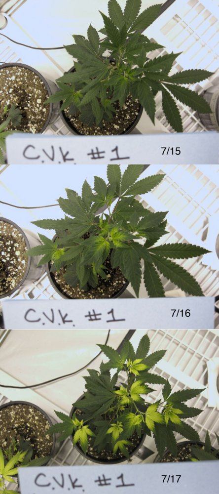 Help   im about to lose another batch of well rooted clones