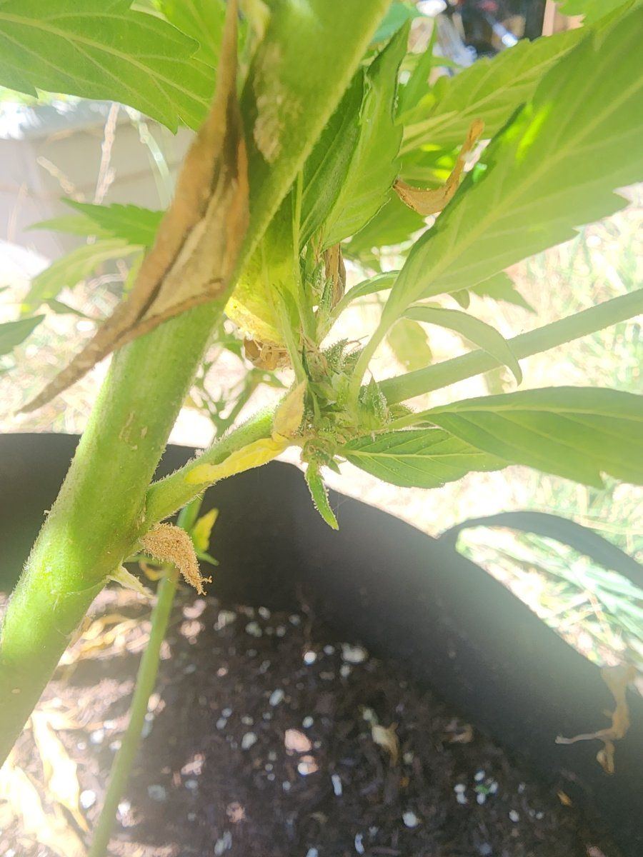 Help issues with my plant 3