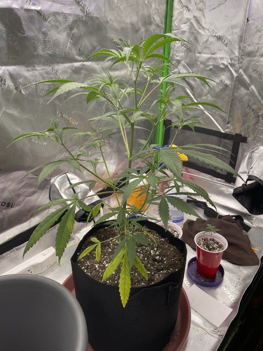 Help it looks like i am going to lose a couple of the bottom leaves