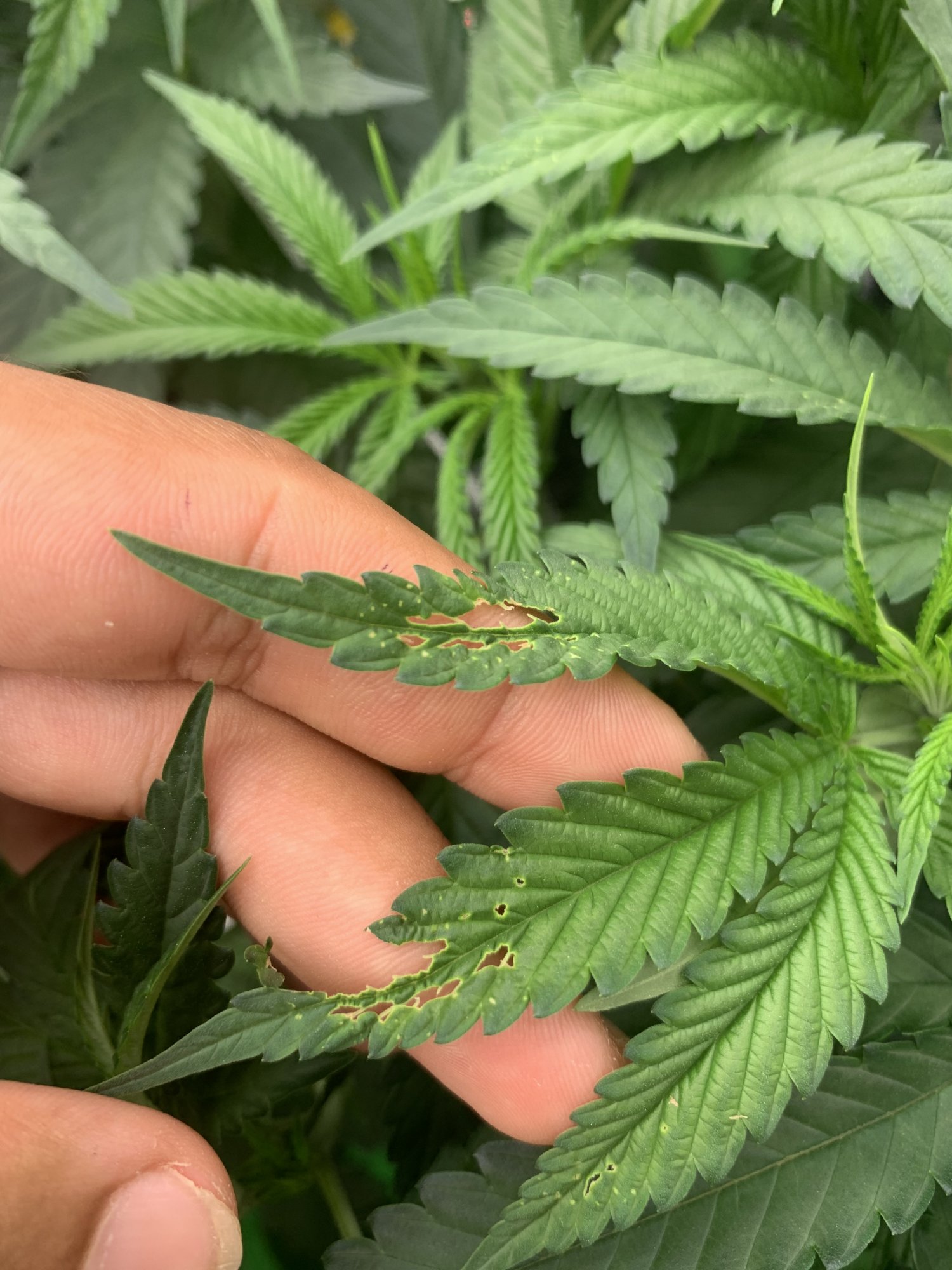 Help leaf tissue deterioration on otherwise healthy plants
