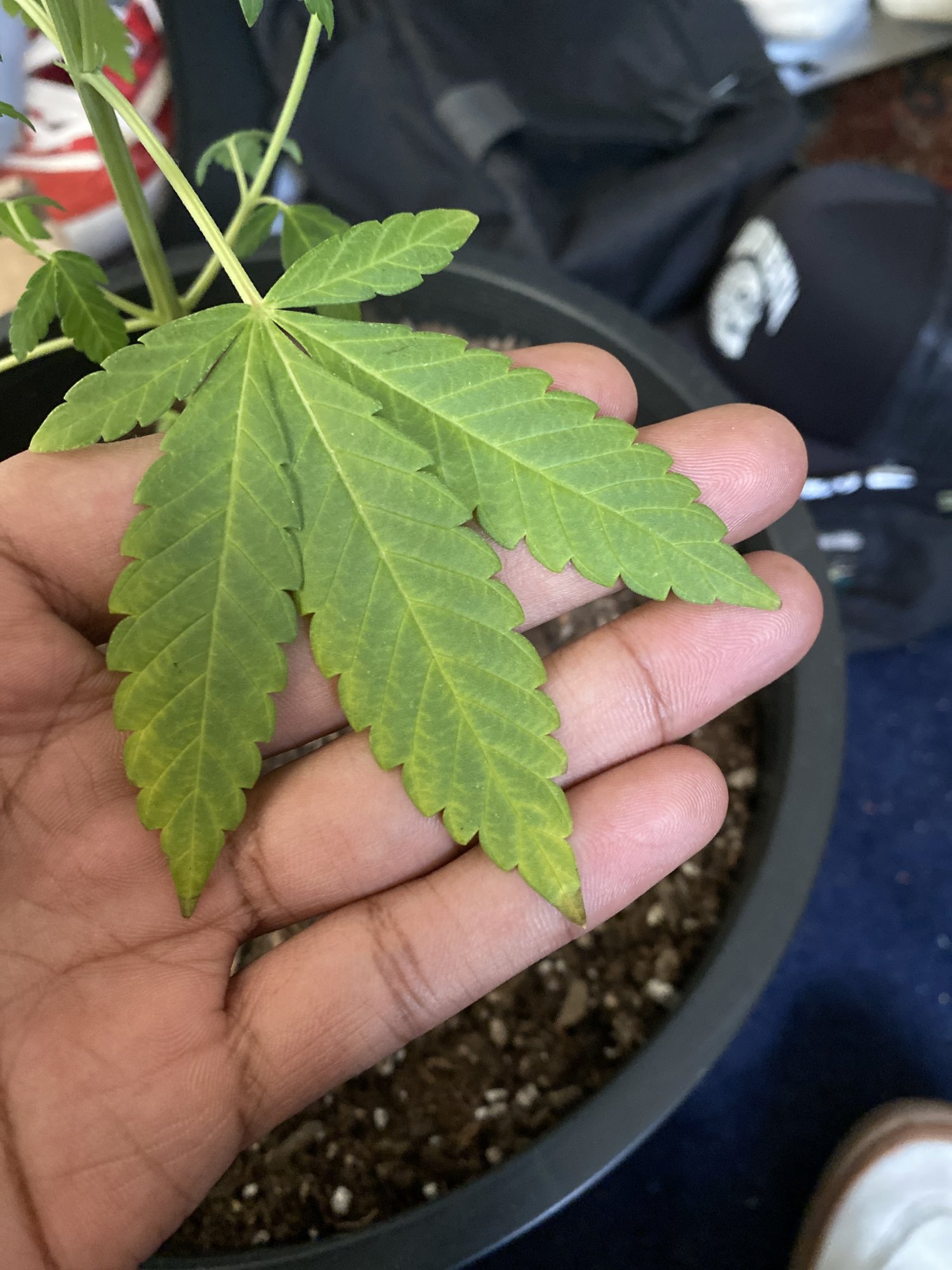 Help leaves are starting to yellow 2
