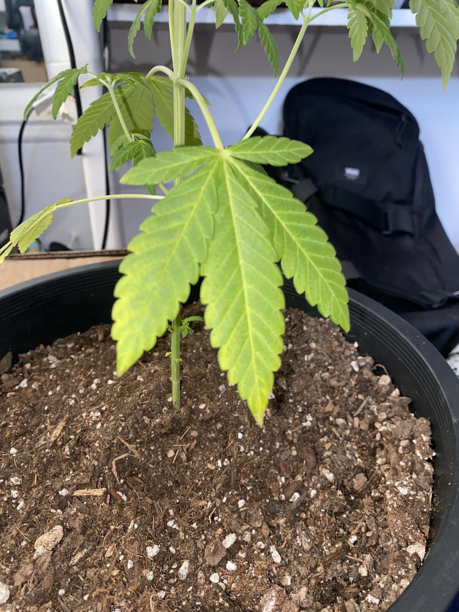 Help leaves are starting to yellow 3
