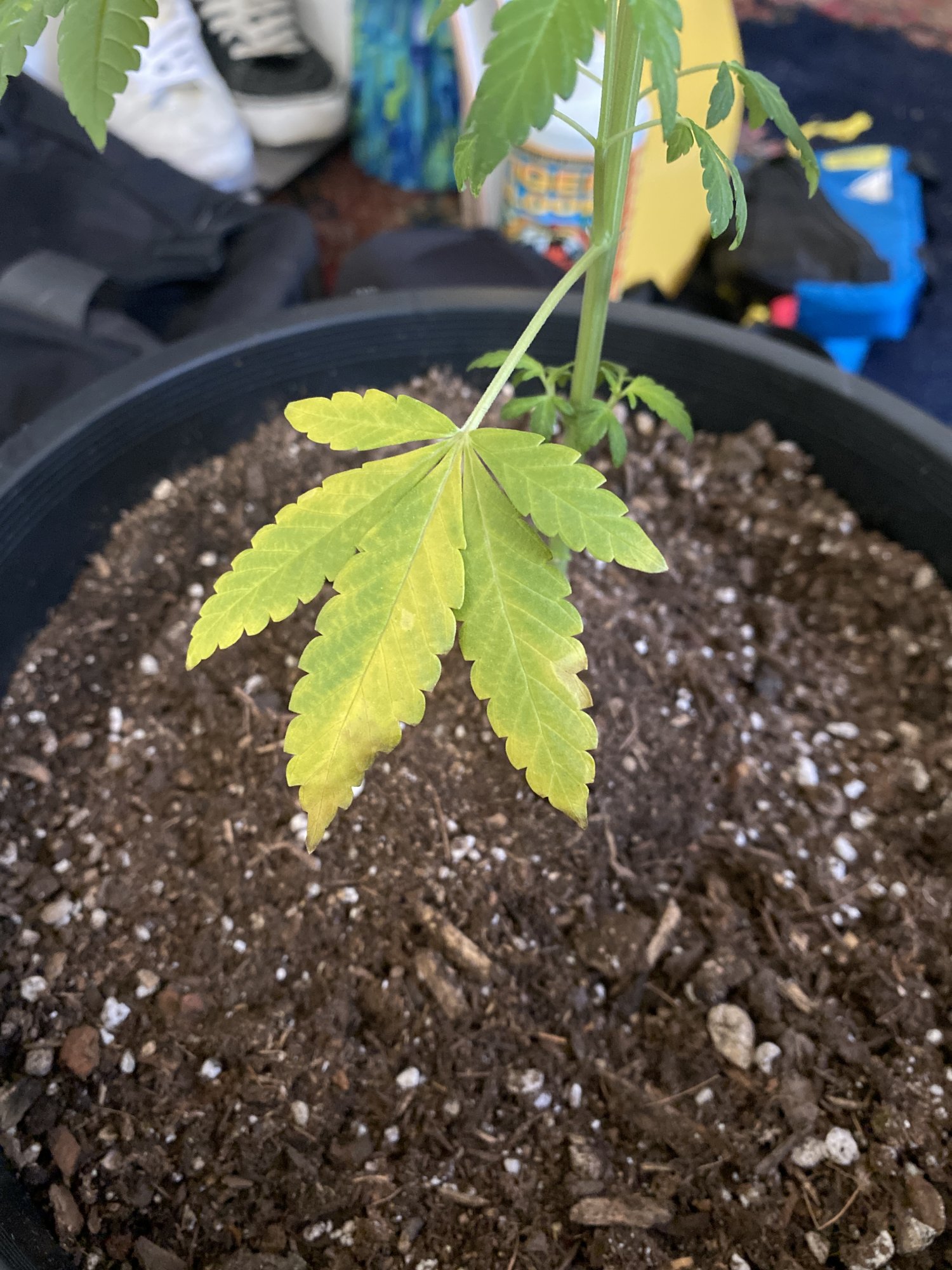 Help leaves are starting to yellow