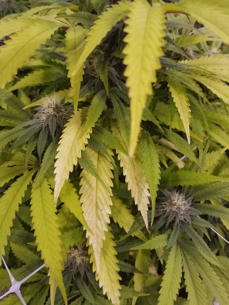 Help leaves dying off 3