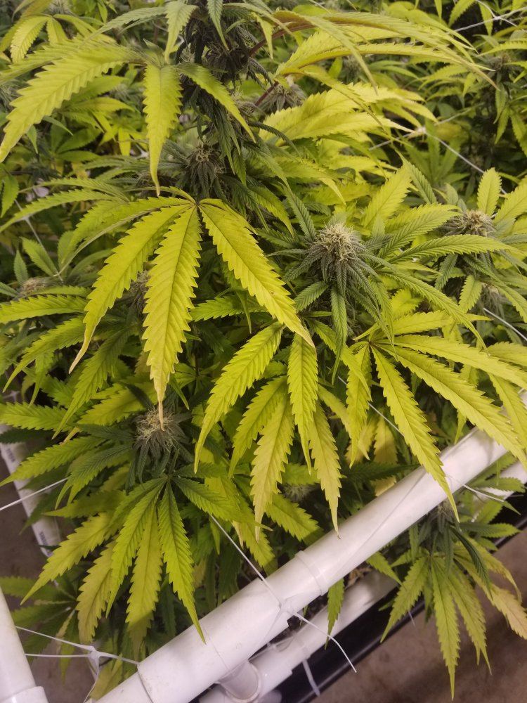 Help leaves dying off 4