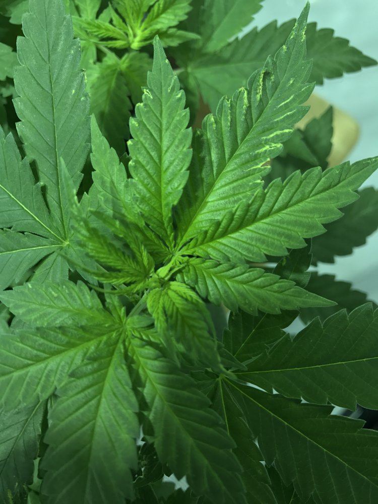 Help leaves turning yellow and burnt brown 6