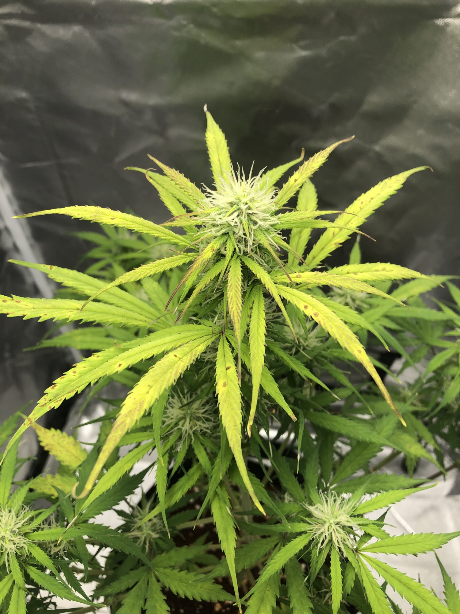 Help leaves turning yellow with spots 2
