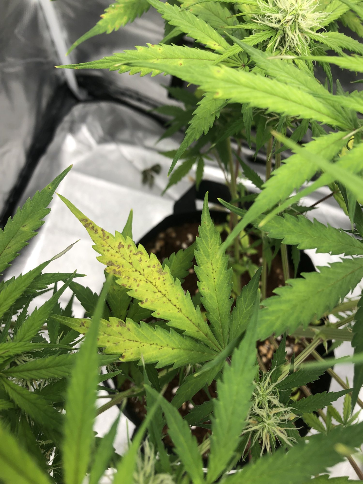 Help leaves turning yellow with spots 4