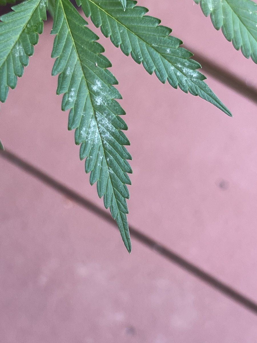 Help looks like mold on the leaves but doesnt rub off easily 2