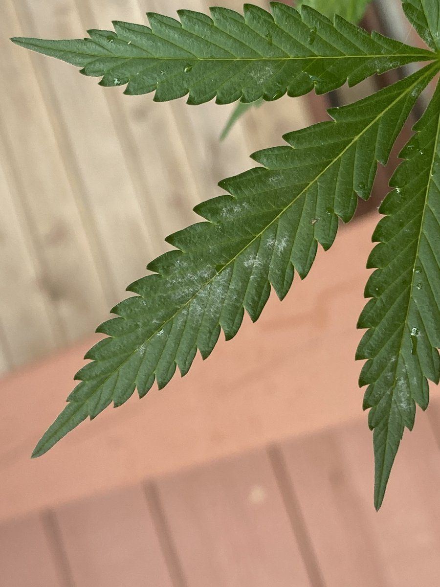 Help looks like mold on the leaves but doesnt rub off easily 4