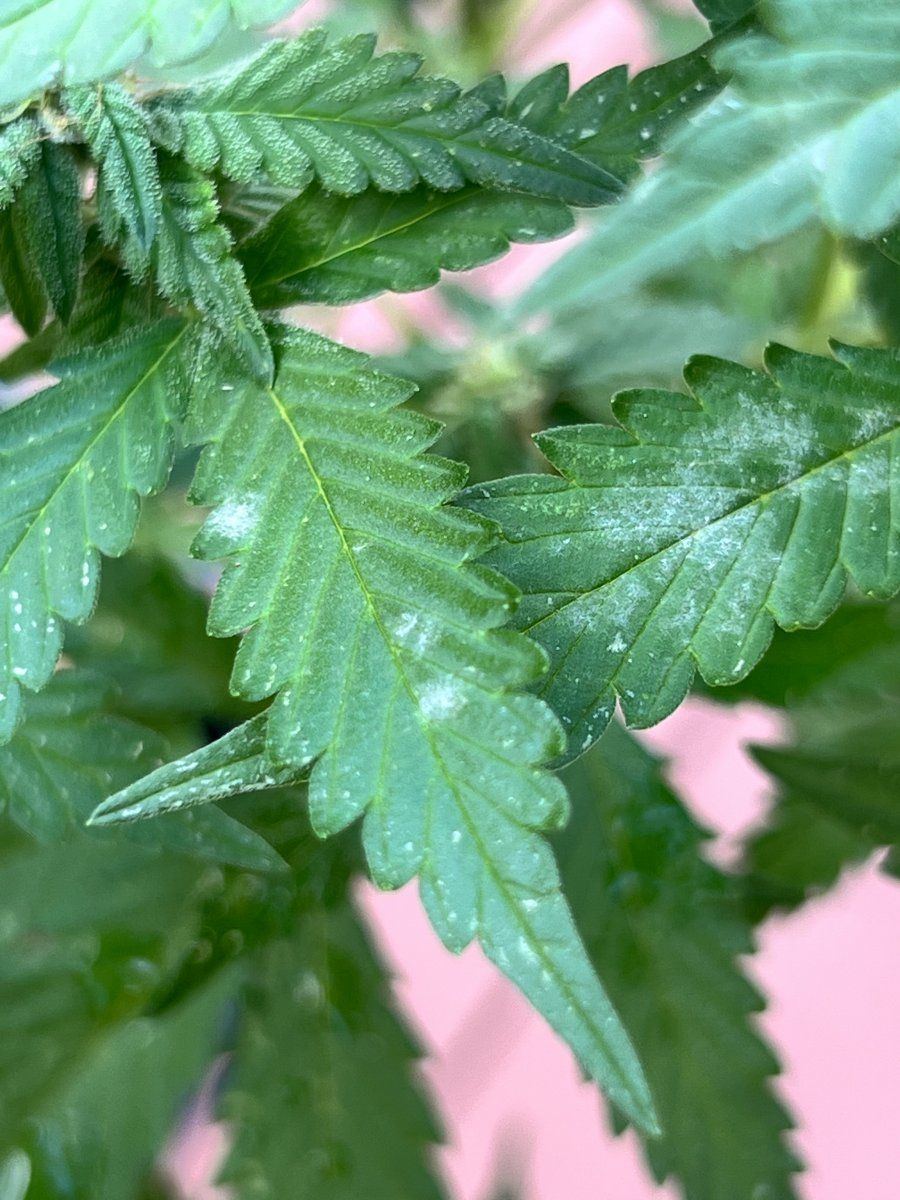 Help looks like mold on the leaves but doesnt rub off easily