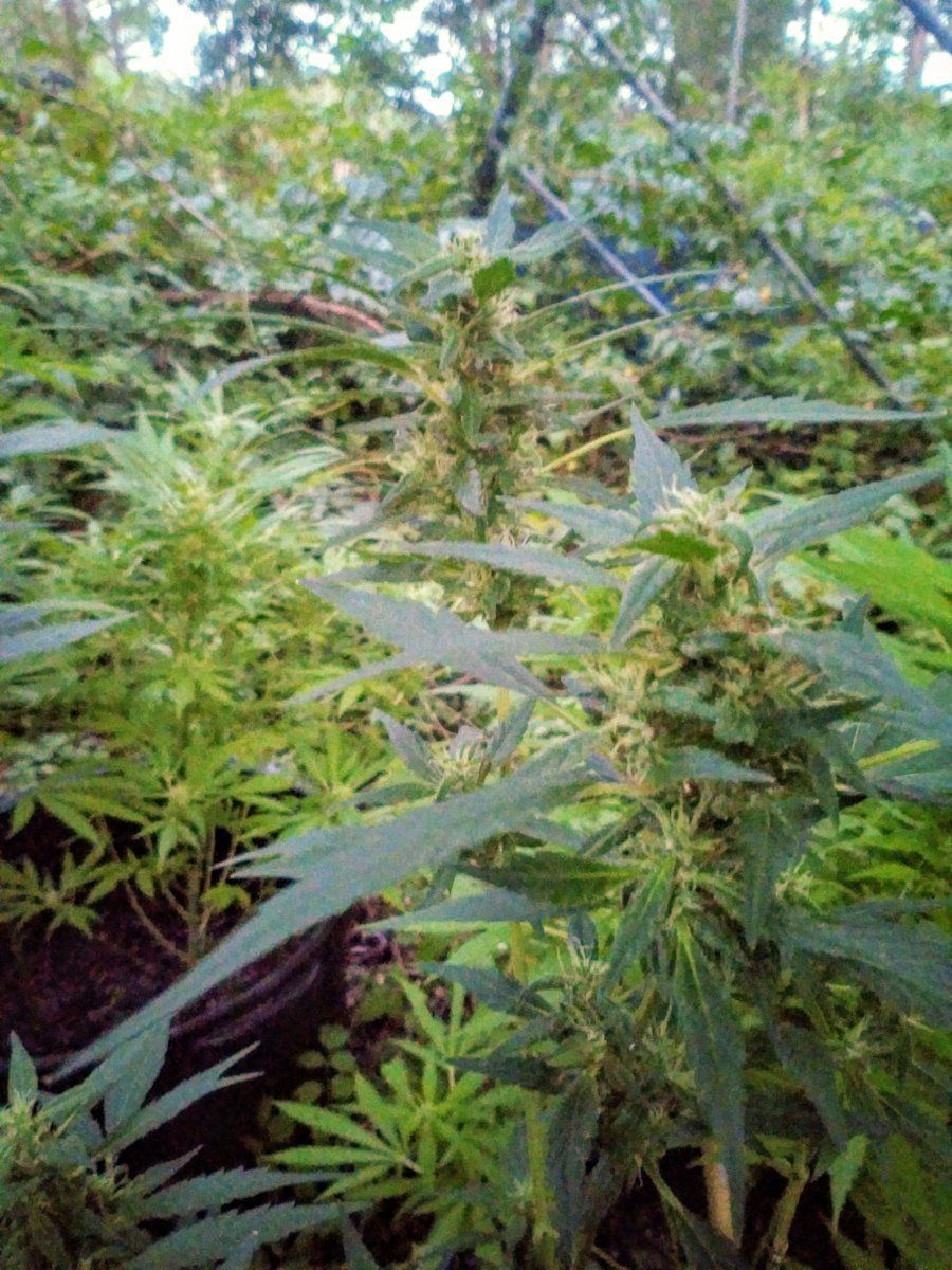 Help loose airy buds as the flowering stage comes closer and closer to the end 2