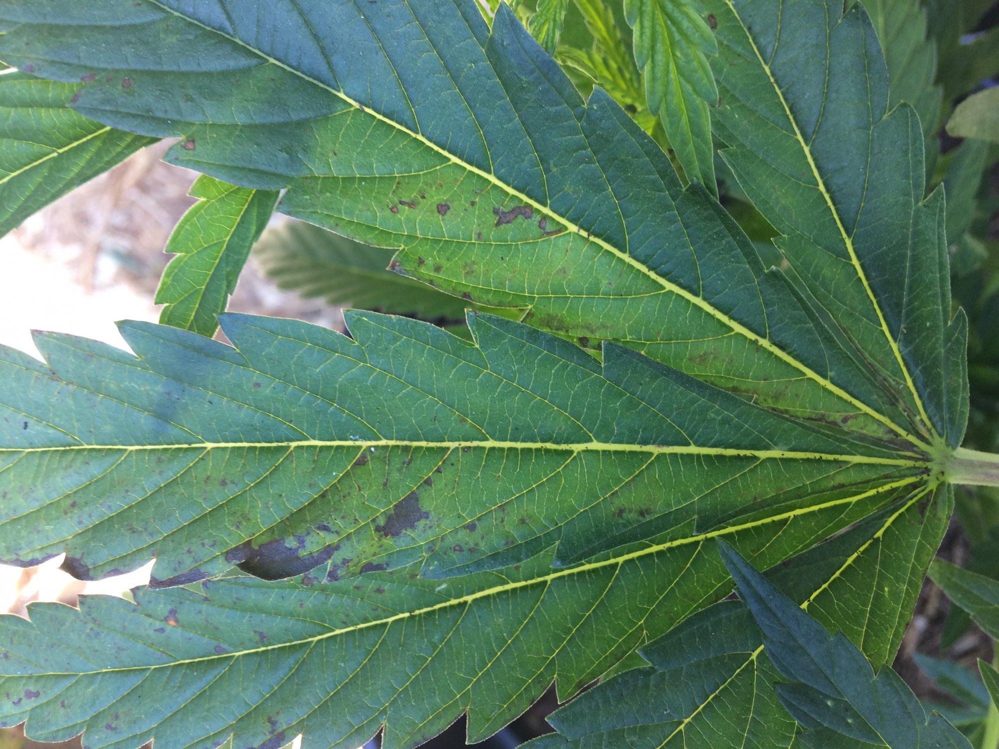 Help lower leaf damage