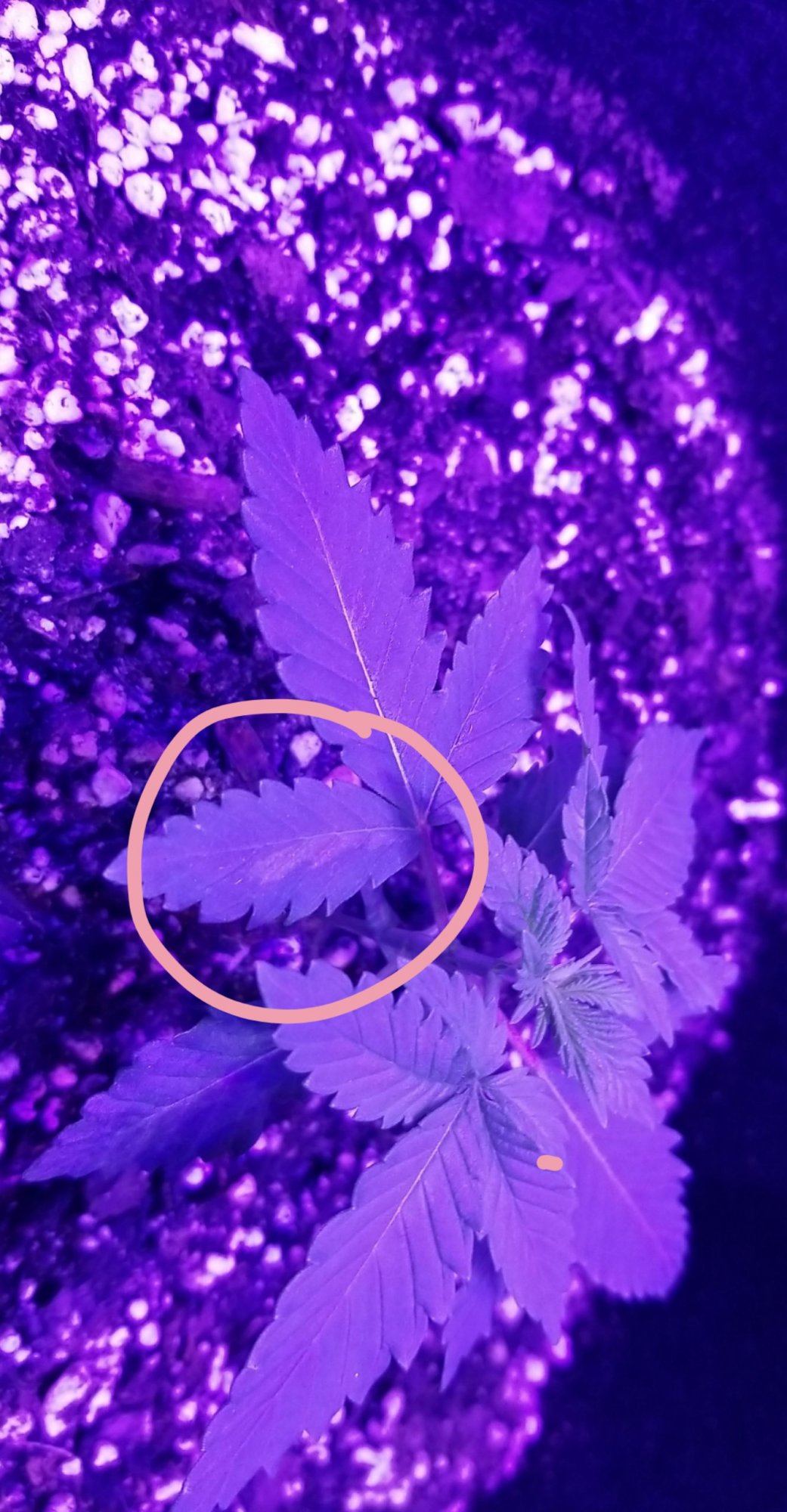 Help marijuana plant 2
