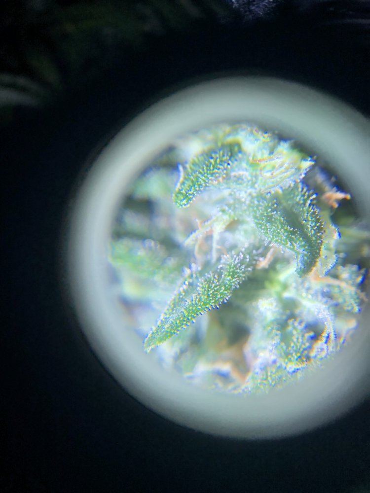 Help me determine if theyre ready to be harvested 2