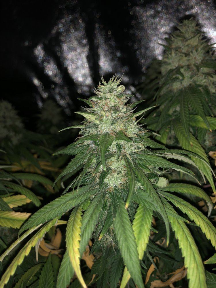 Help me determine if theyre ready to be harvested 3
