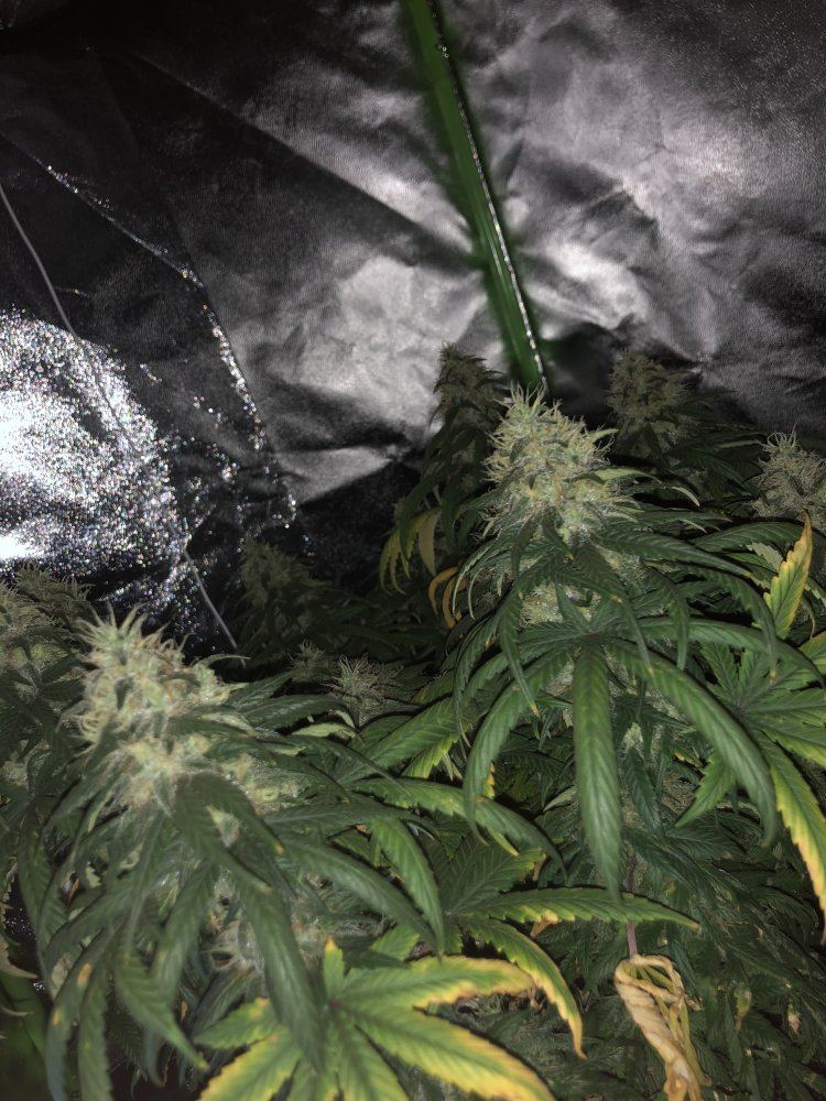 Help me determine if theyre ready to be harvested 4