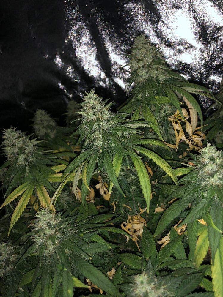 Help me determine if theyre ready to be harvested