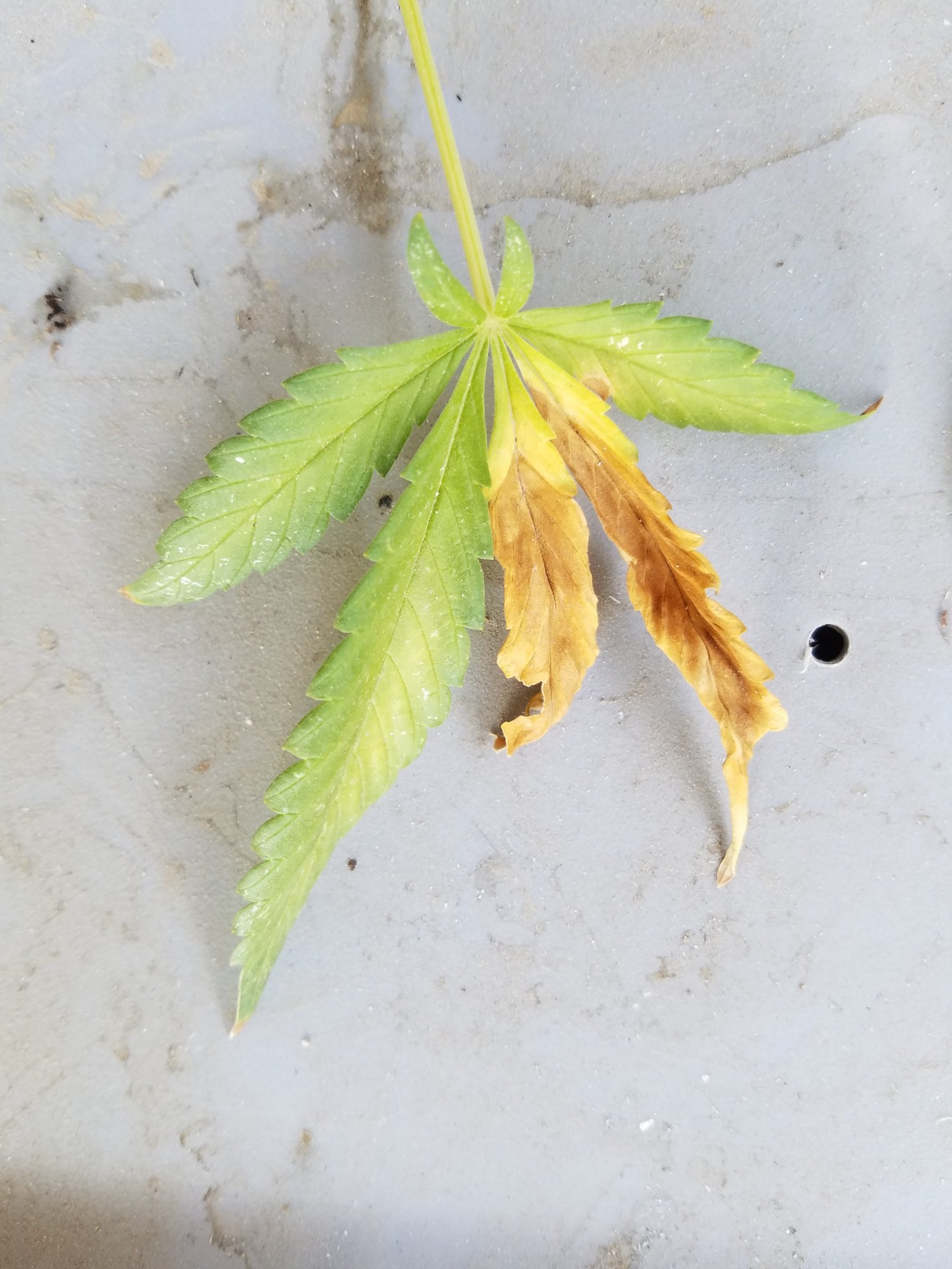 Help me diagnose my leaves with pics 2