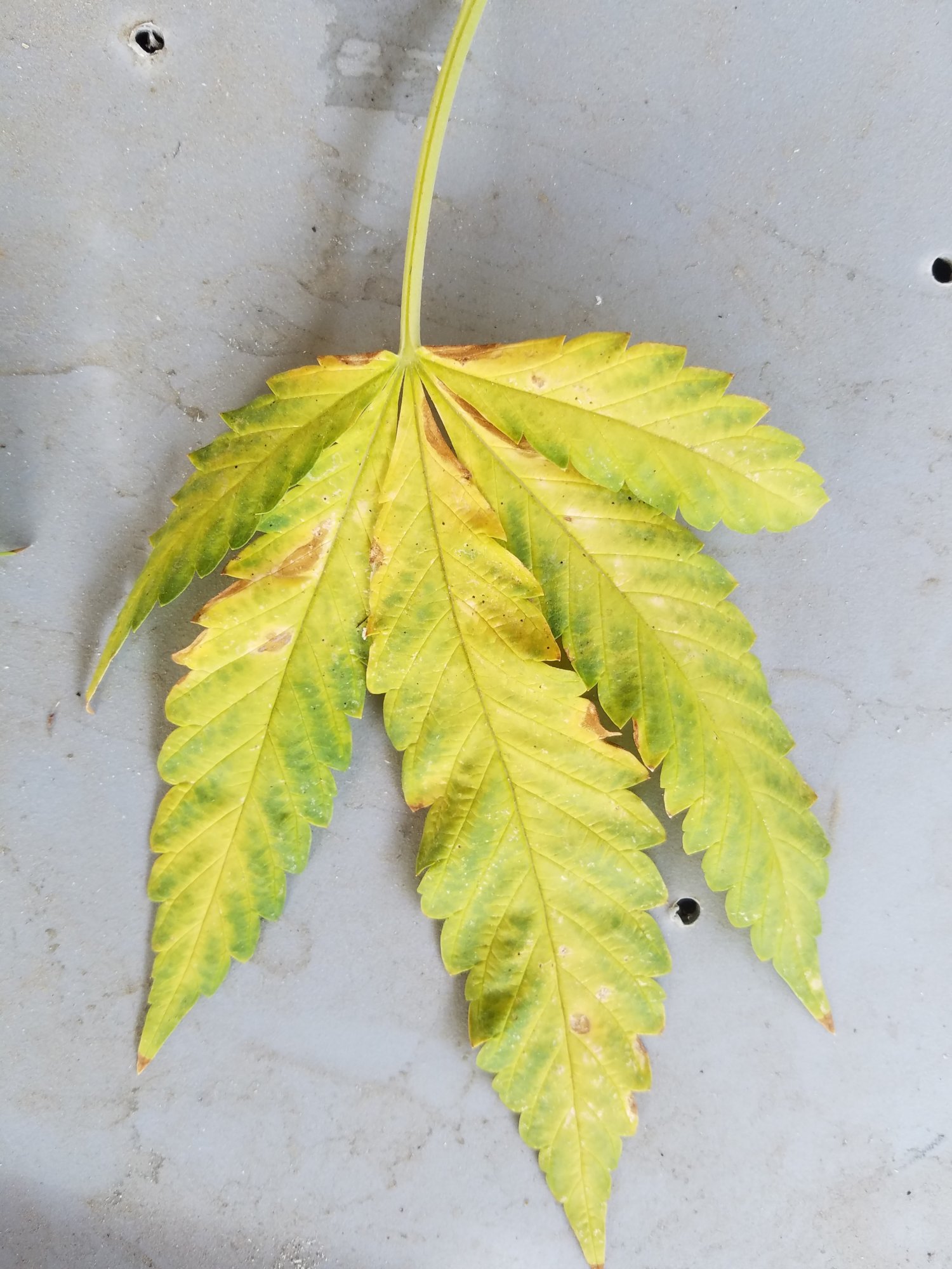Help me diagnose my leaves with pics