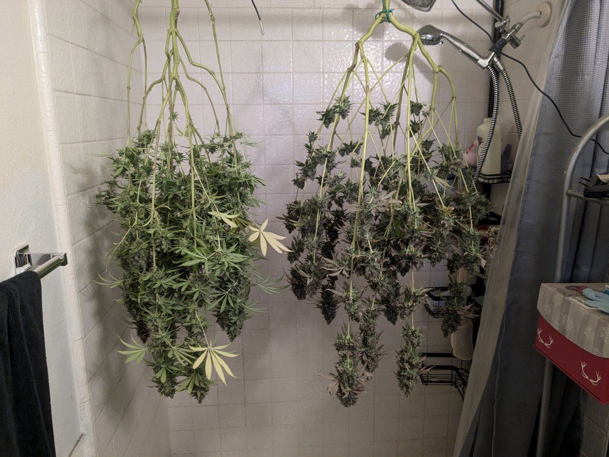Help me dry these please! - THCFarmer