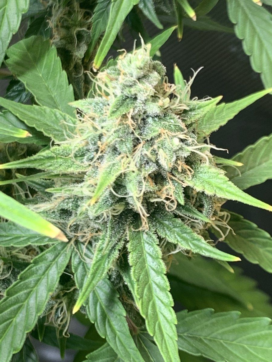 Help me guess my harvest yield 3