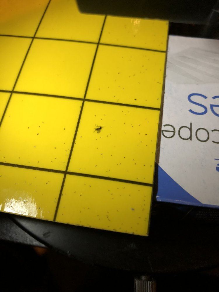 Help me identify this bug pictures 3