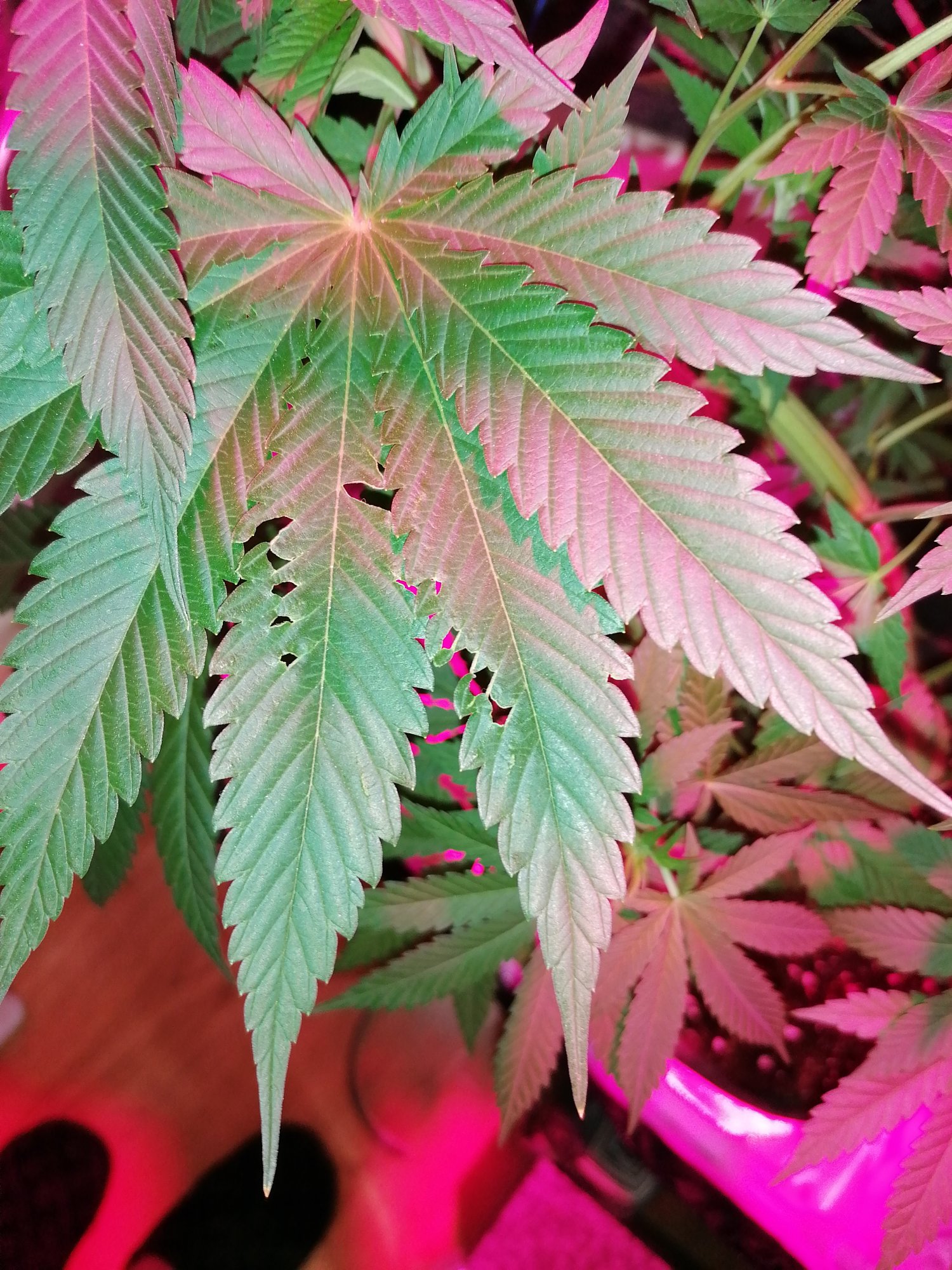 Help me is my first grow