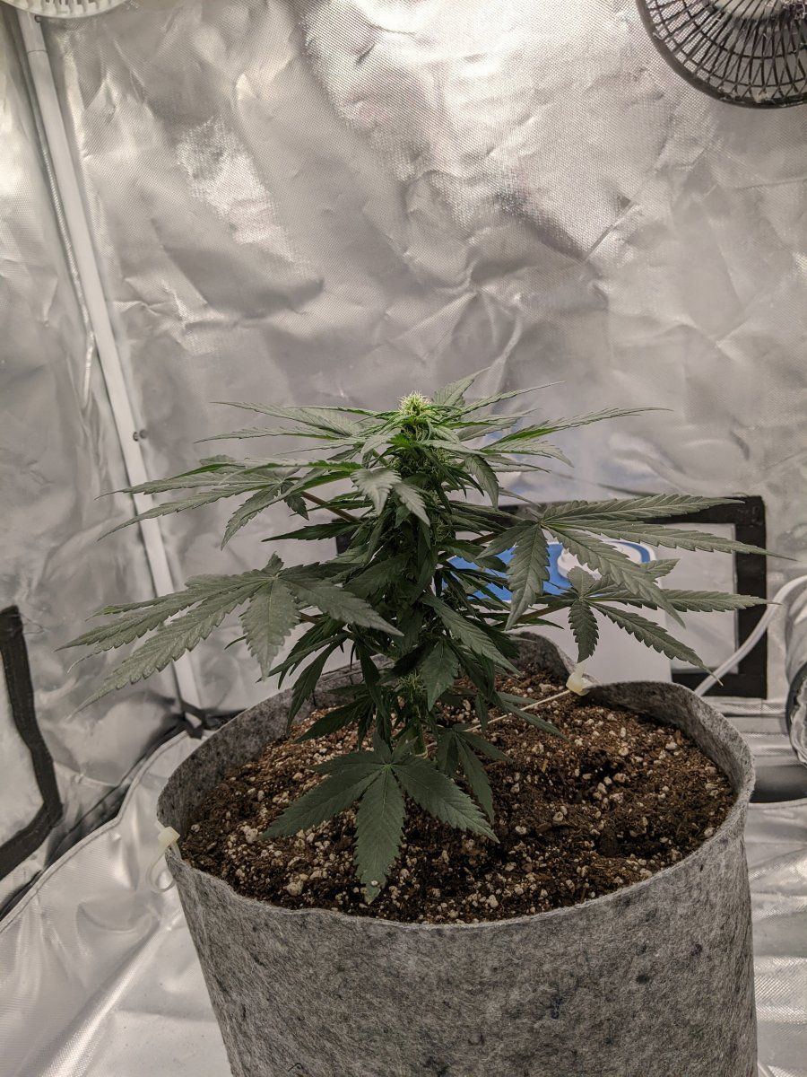 Help me maximize the yield on my first grow with this small auto please 2
