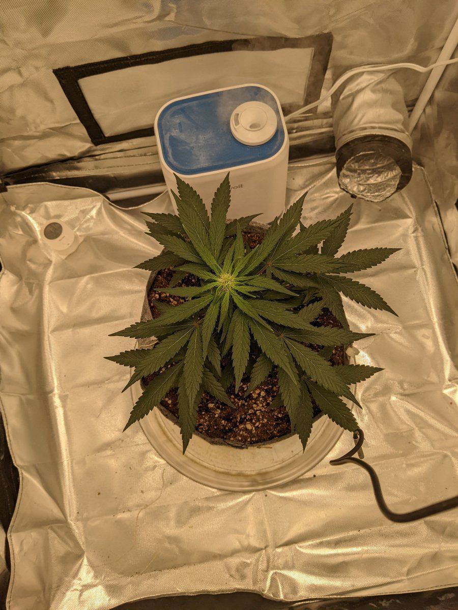 Help me maximize the yield on my first grow with this small auto please 3