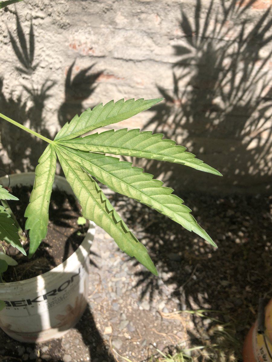 Help me nutrition problem outdoor growing 2