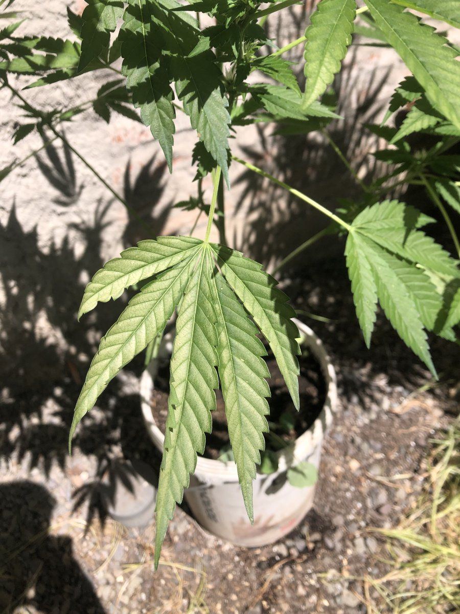 Help me nutrition problem outdoor growing