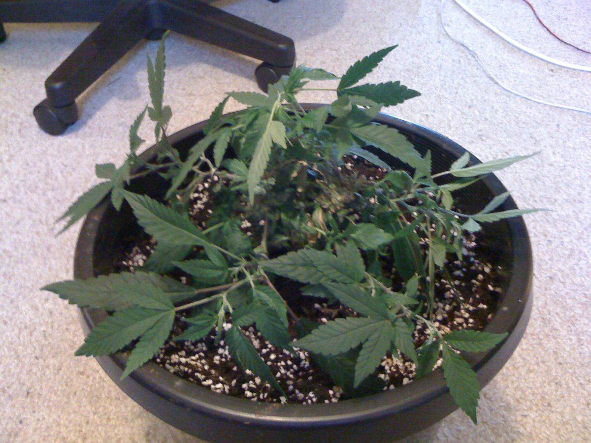 Help me out with lst