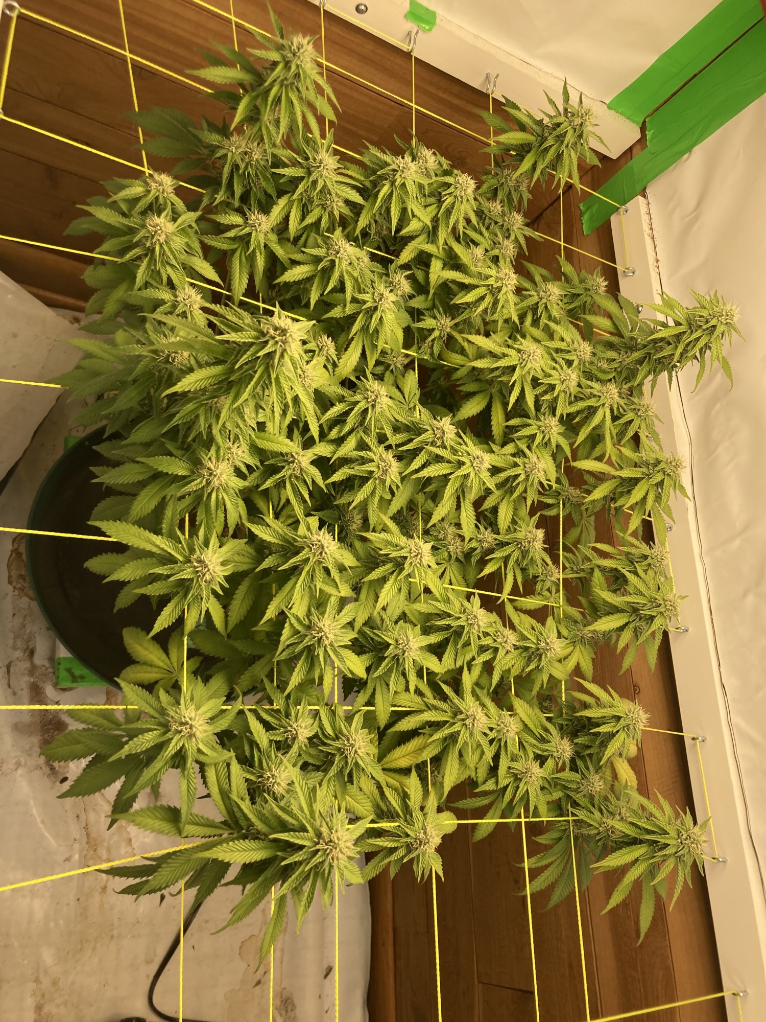 Help me pinpoint which deficiency problem 2