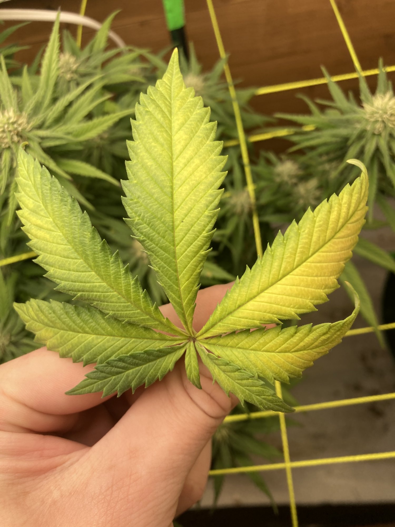 Help me pinpoint which deficiency problem