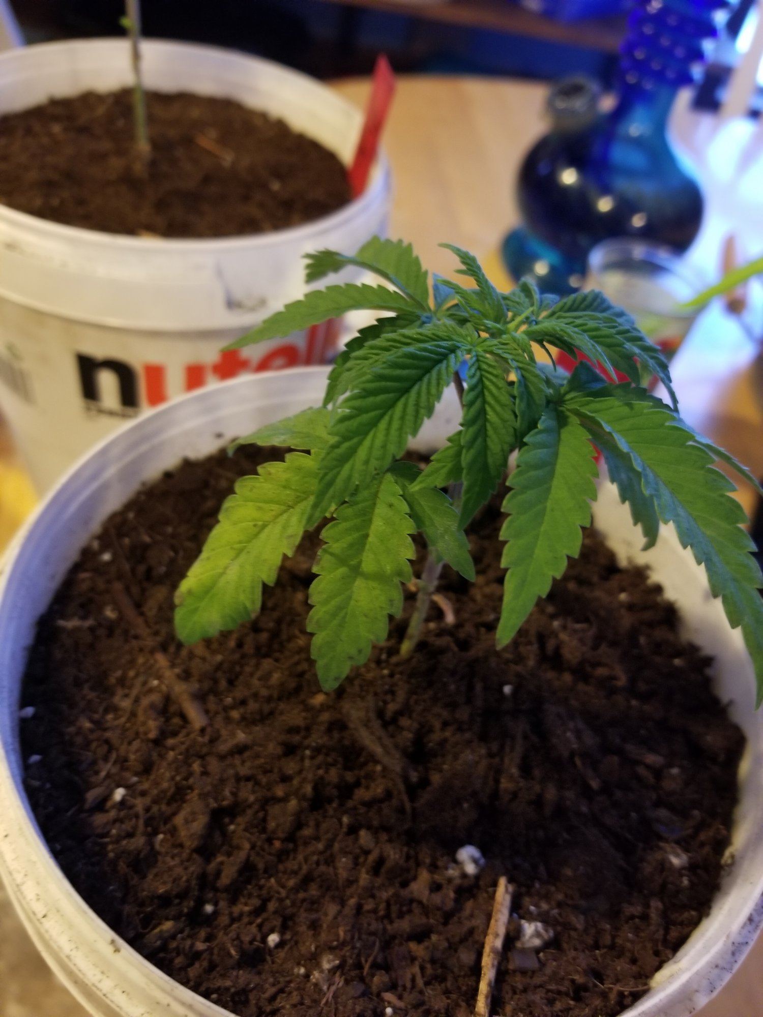 Help me please all of a sudden my bottom leaves started to die off 2