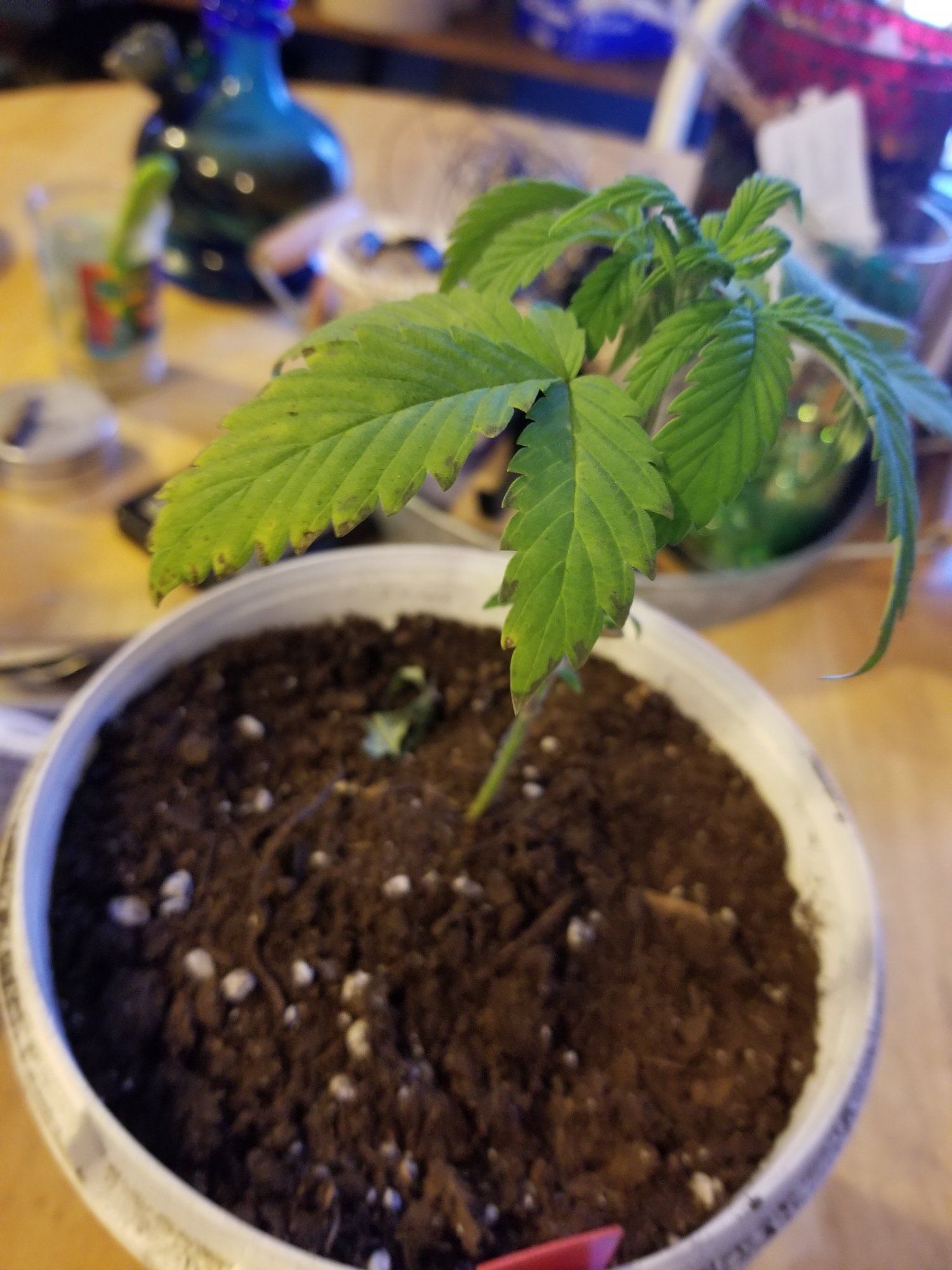 Help me please all of a sudden my bottom leaves started to die off 4