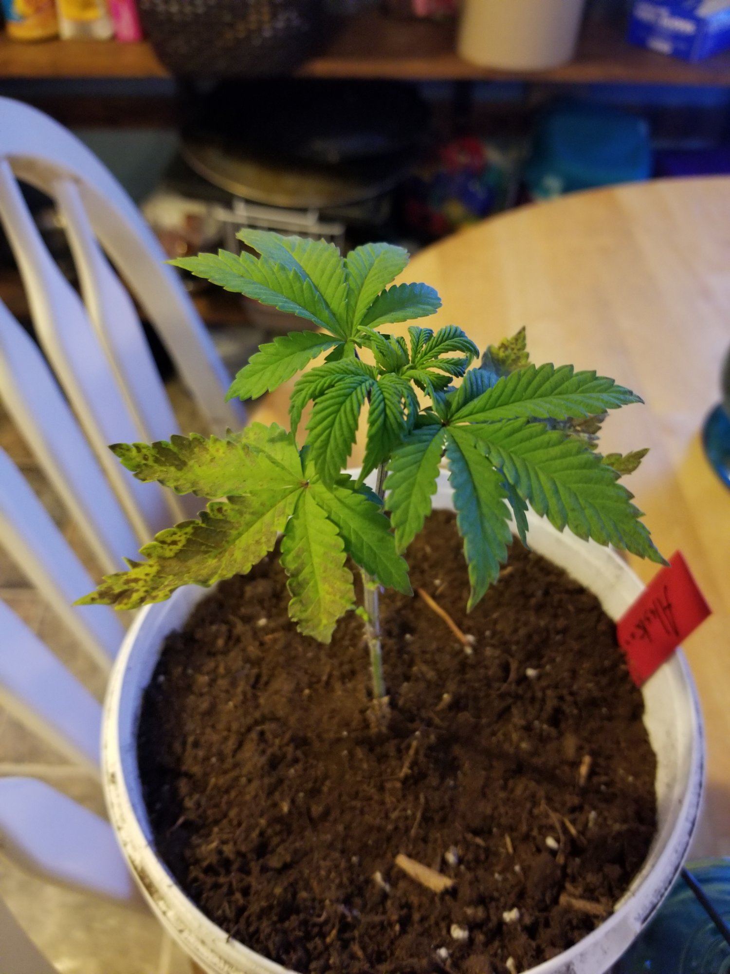 Help me please all of a sudden my bottom leaves started to die off
