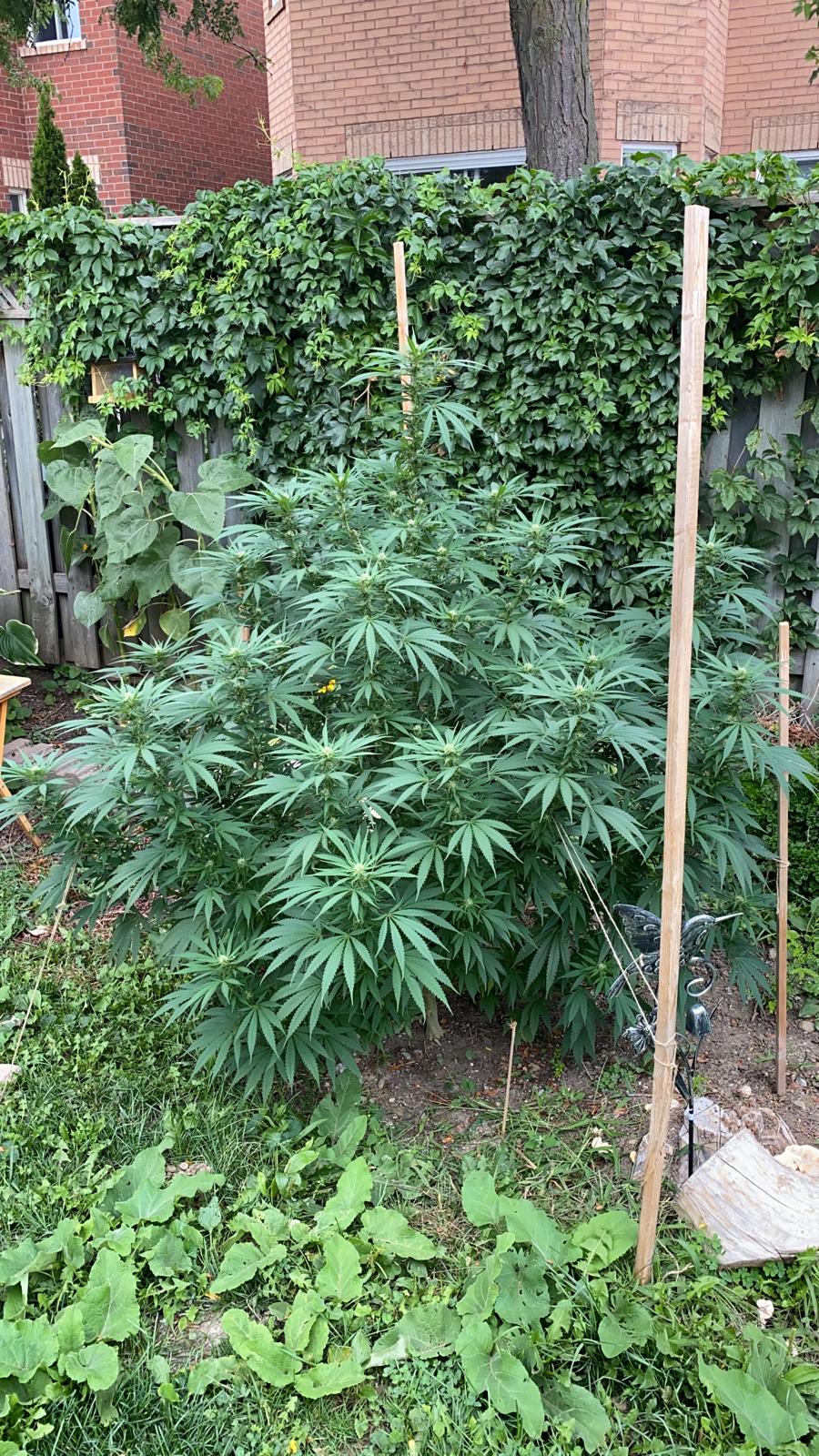 Help me please how much longer do these buds need 2