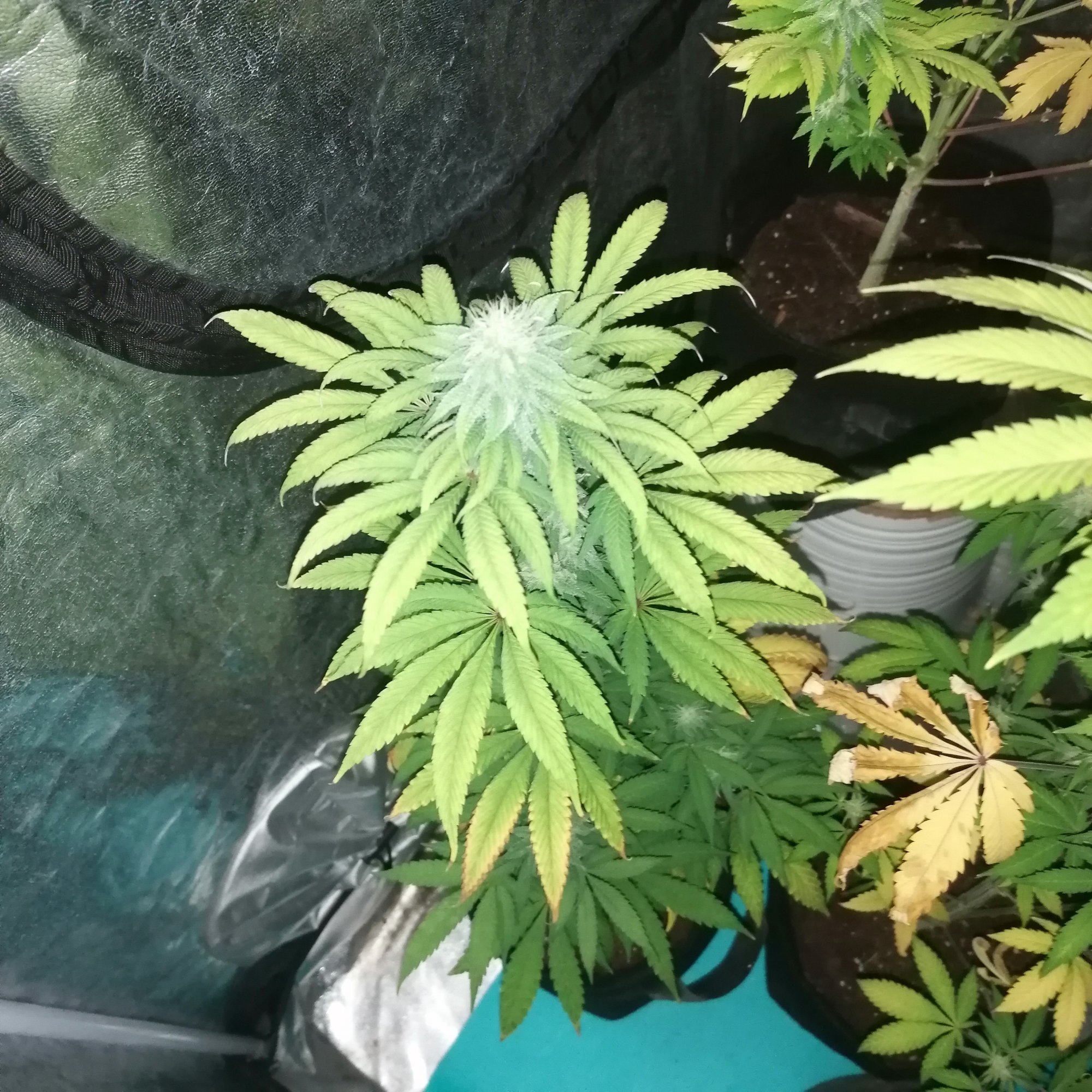 Help me please my plants going die 2
