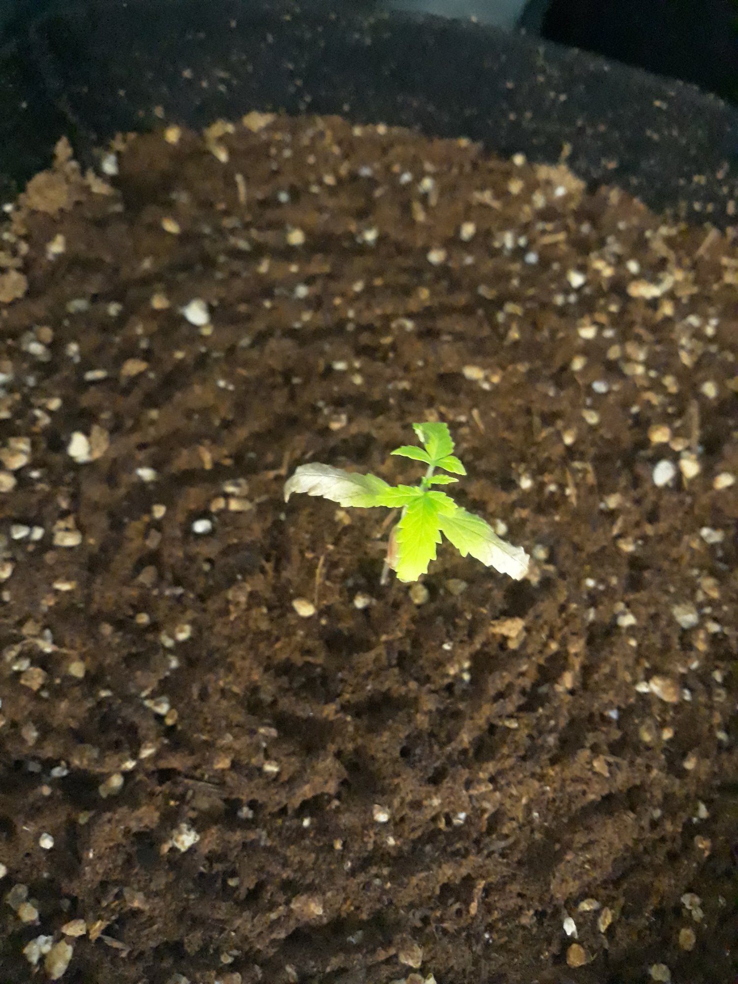 Help me please whats wrong with my plant 2