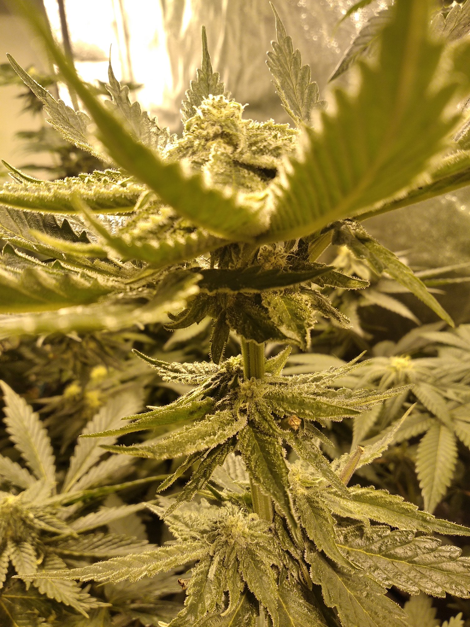 Help me the buds dont devolpement correctly