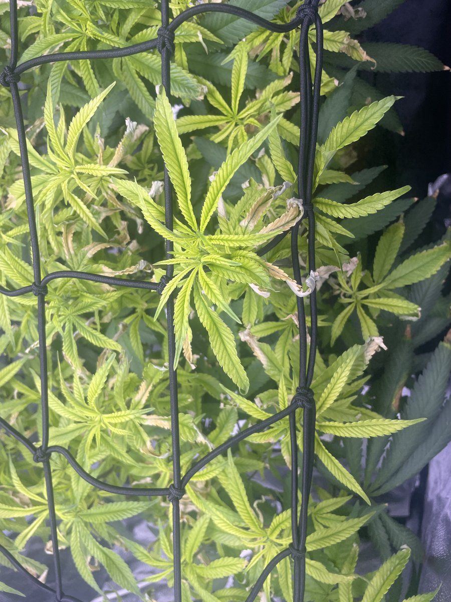 Help me with my plant please bro idk wtf is going on 2