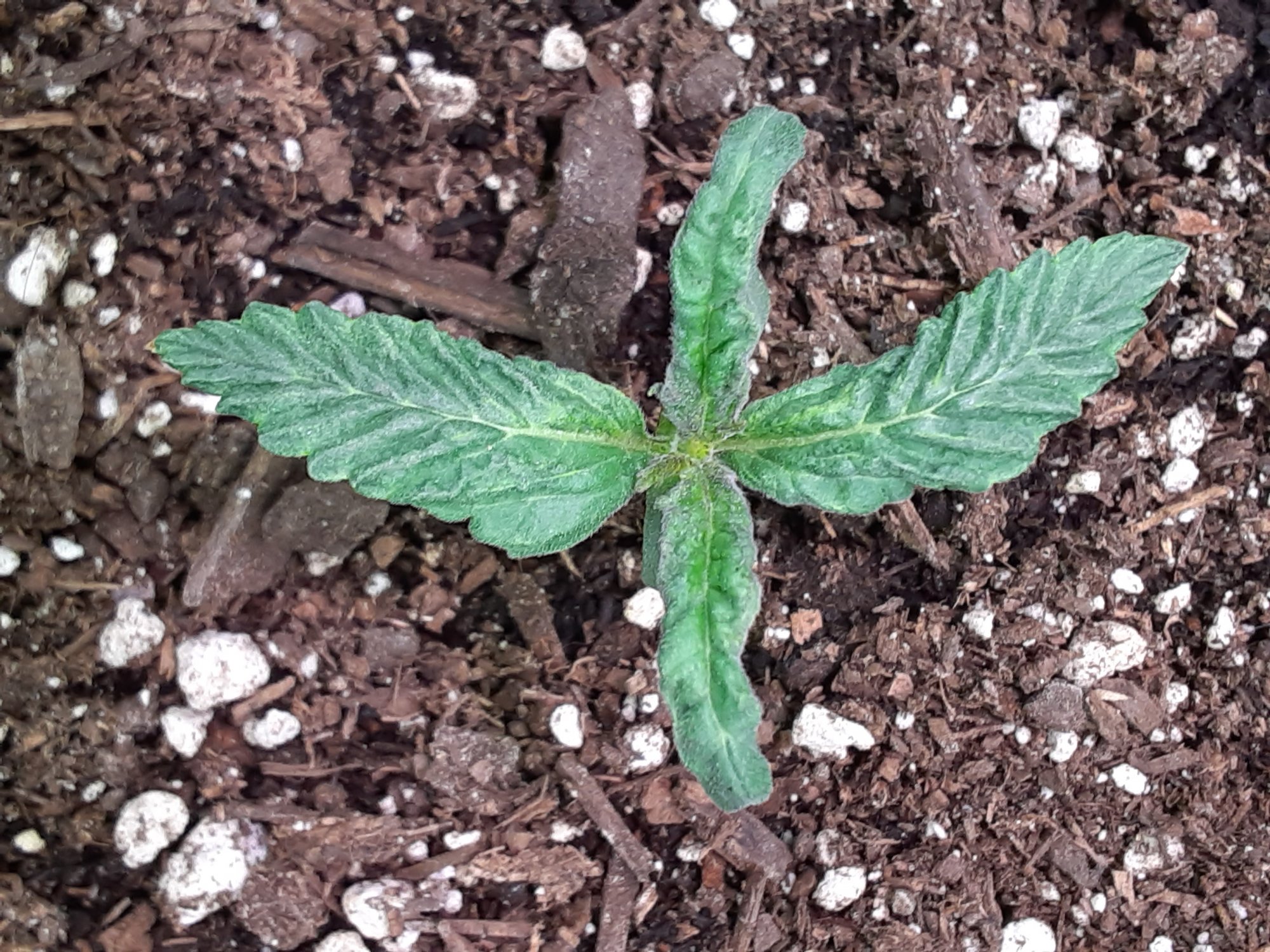 Help me with this seedling