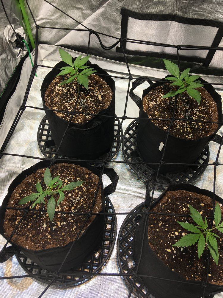 Help my auto flower looks darker than the other ones 2
