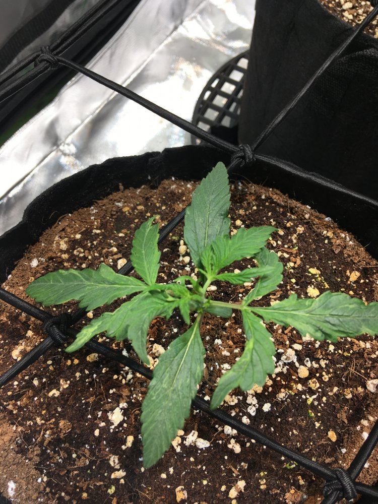 Help my auto flower looks darker than the other ones 3