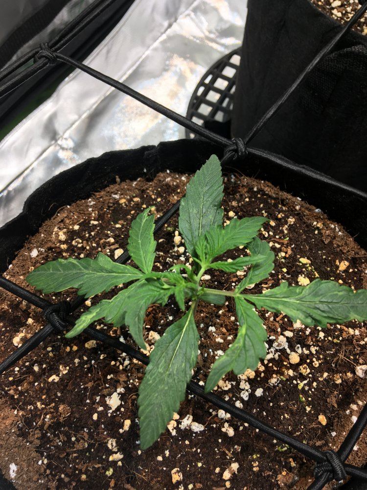 Help my auto flower looks darker than the other ones 4