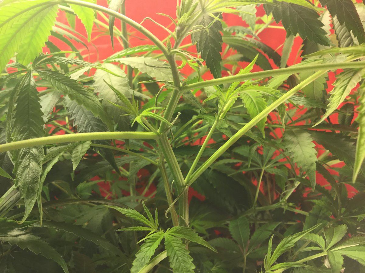 Help my auto is not flowering hardly no pistols 3